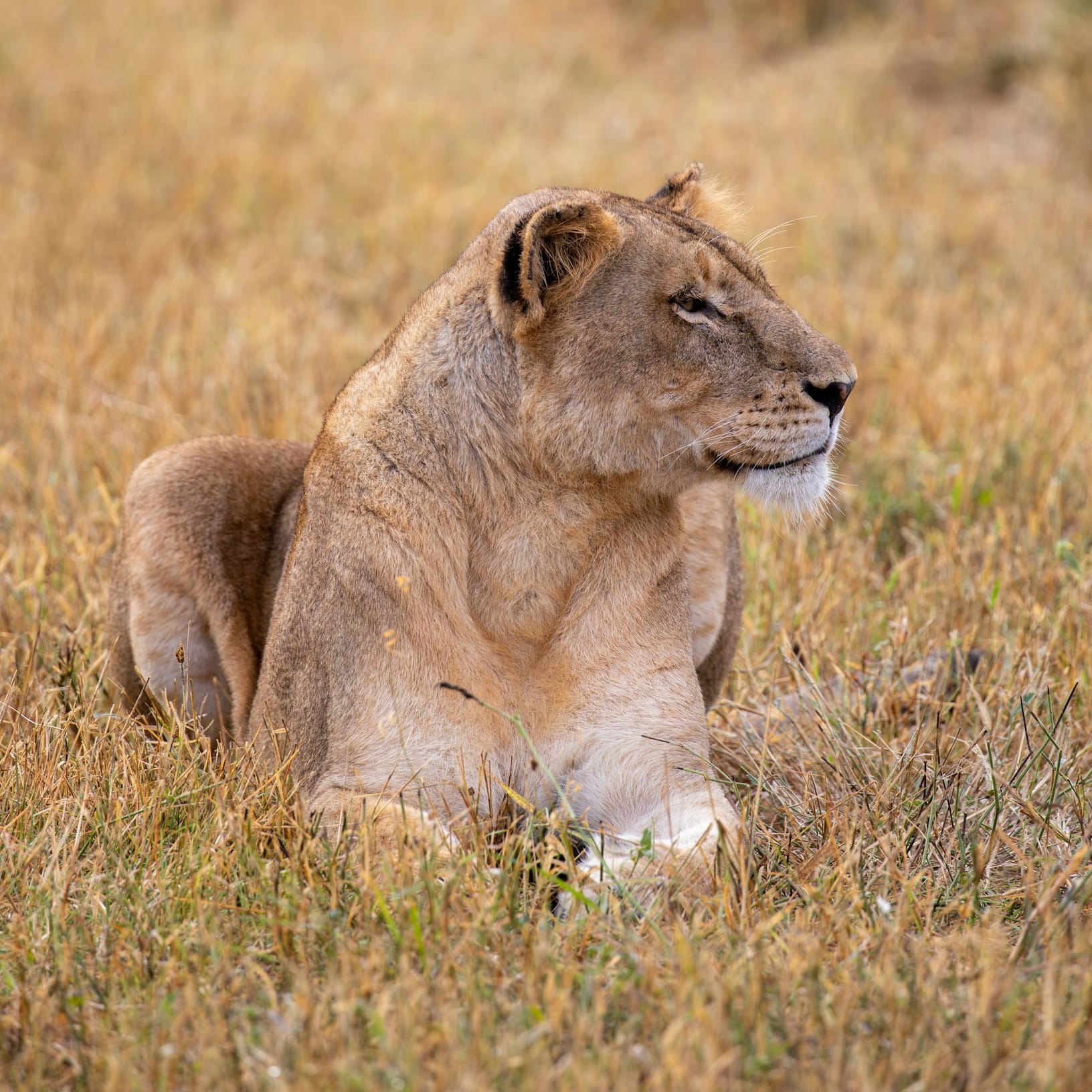 A lion laying down in a field of tall grass